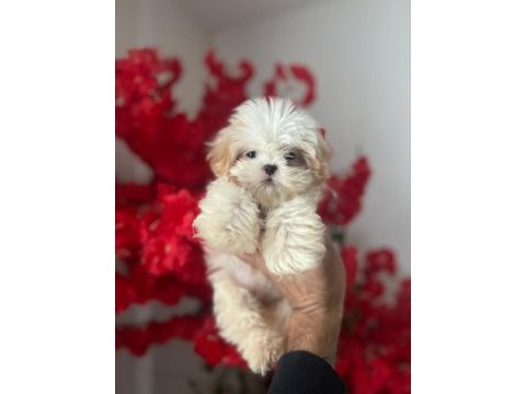 Muhteşem güzellikte beyaz shih tzu çocuğumuz