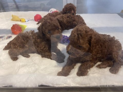 Poodle akademiden köpekler