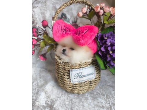 Pomeranian boo