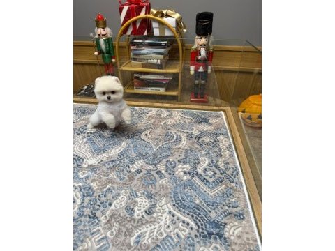 Ayıcık surat pomeranian boo