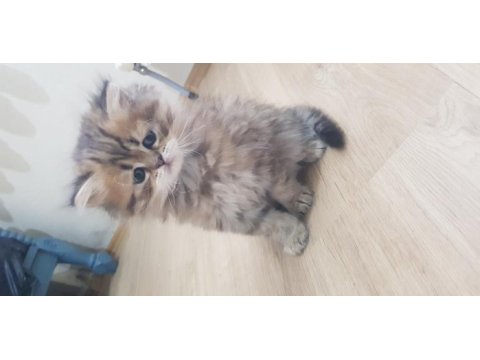 British longhair 2 aylık erkek