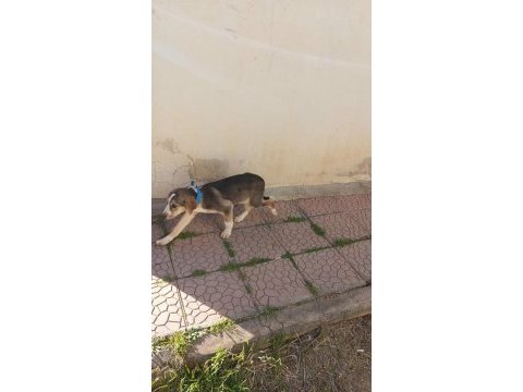 2,5 aylık dişi beagle
