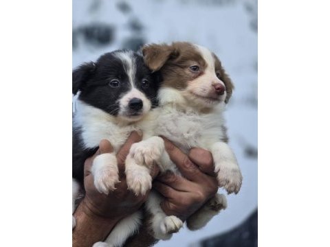 Border collie yavruları