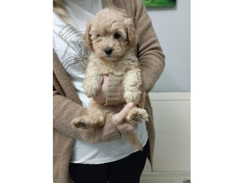 Mükemmel kalite maltipoo yavrumuz
