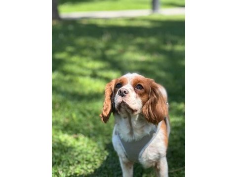 4 yaşında dişi cavalier king charles