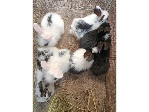 7 yavru tavşan istanbul