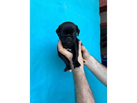 Pink ve siyah dişi erkek pug yavrularımız