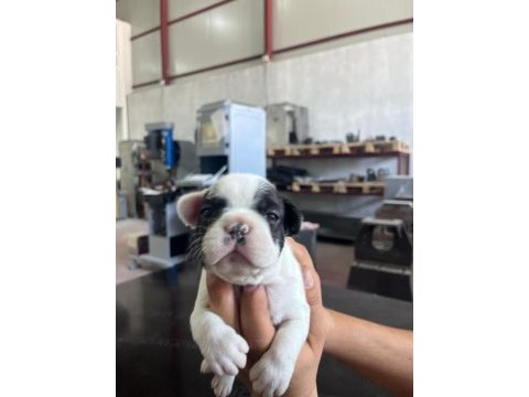 French bulldog köpeğimiz sütten kesildi