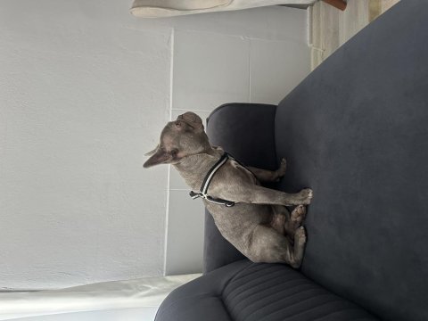 French bulldog köpeğimiz
