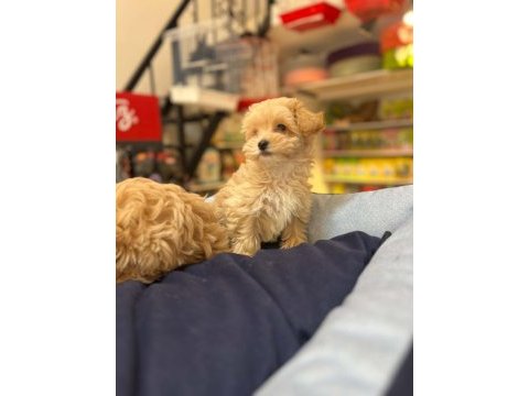 Tüy dökmeyen hi̇poalerjeni̇k safkan malti̇poo 