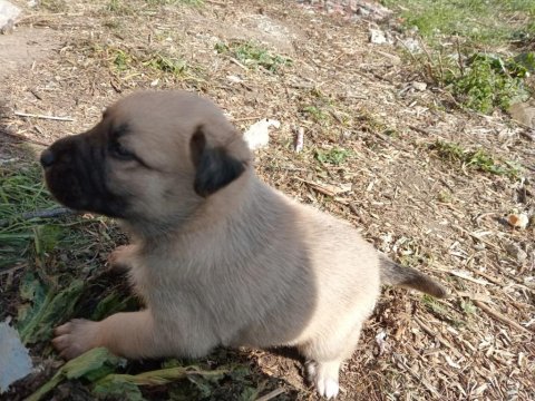 Sokak köpeği 6 tane yavru