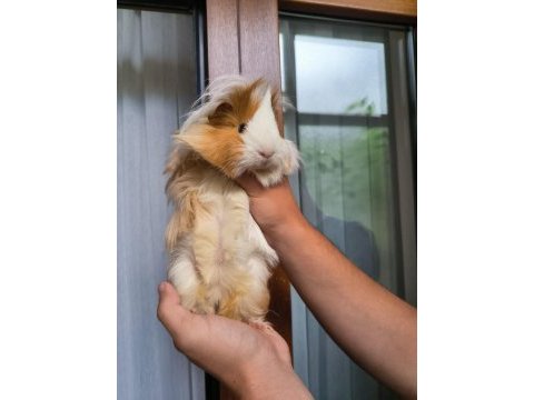 Acil otu ve peletiyle sahiplendirme ücretsiz ginepig