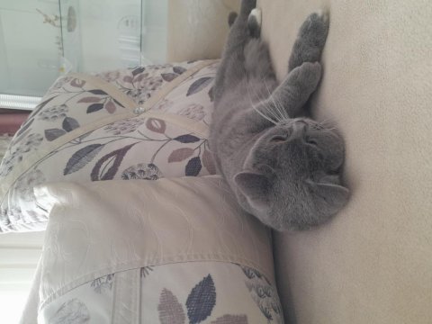2 yaşında kızanda british shorthair