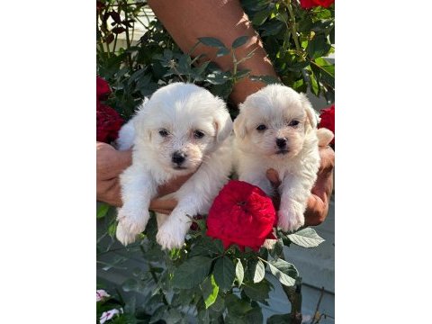 Maltese terrier yavruları