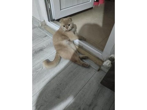 Golden scottish fold