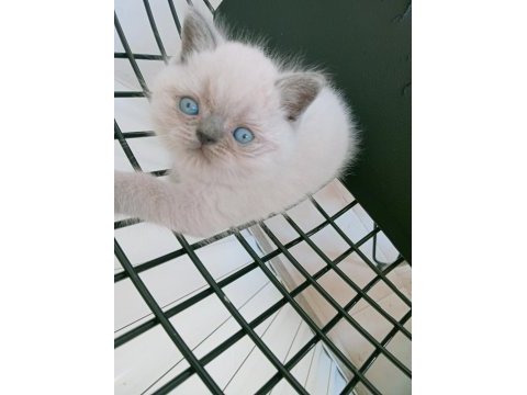 Mavi gözlü blue point british shorthair yavrular