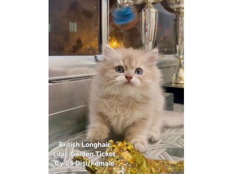 Safkan british longhair ırkı dişi yavrumuz