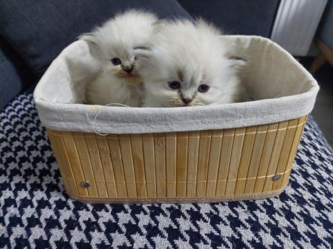 Bebiş iran kedilerimiz