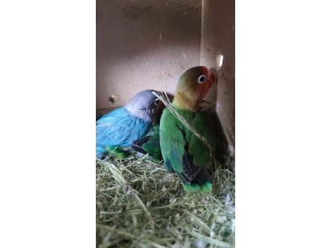 Yavru cennet papağanı
