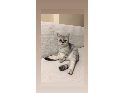 Fıstık hamım british shorthair