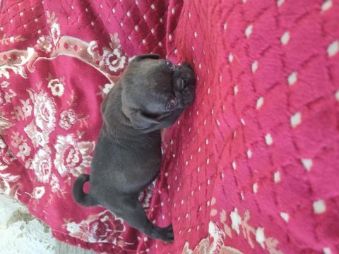 Gen garantili pug 10 yıl tecrübe