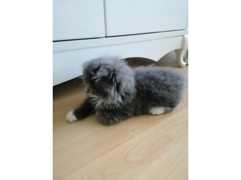Yavrumuz evini arıyor scottish fold