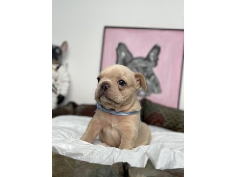 Full exotic üst düzey french bulldog yavrularım