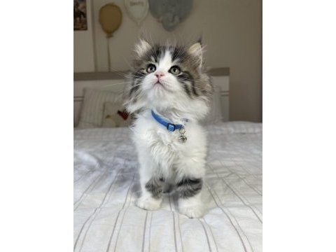 British longhair bebeklerimiz
