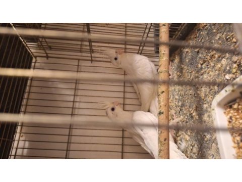 Yavru aldığım kuşlar satılık albino sultan papağanı
