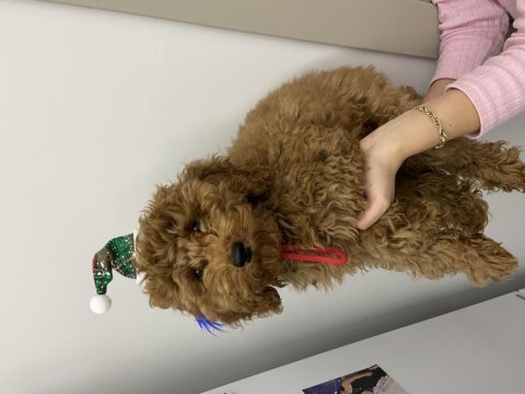 Toy poodle 3,5 aylık