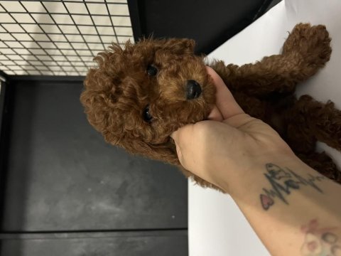 Orjinal tam toy poodle bebekler