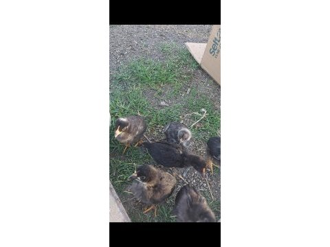Yumurta ve civciv mavici yeşil yumurta