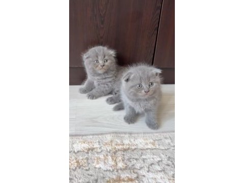 Scottish fold yavrularımız