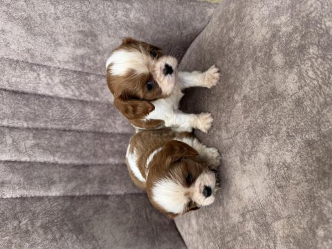 Cavalier king charles köpekler