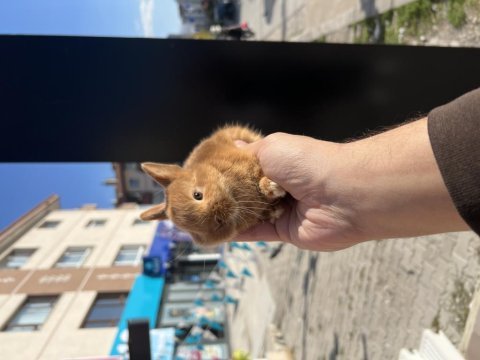 Cüce bebekler için arayınız