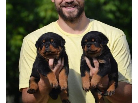 Rottweiler bebekler sağlık ve ırk garantili teslim