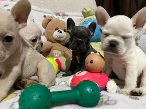 French bulldog yavrularımız yeni ailesi olmak ister misin