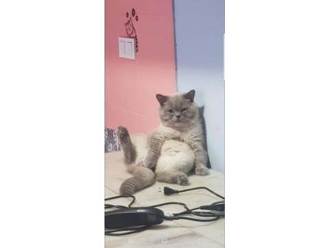 Ayı surat british shorthair