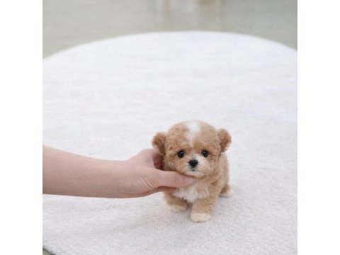 Safkan toy poodle köpekler