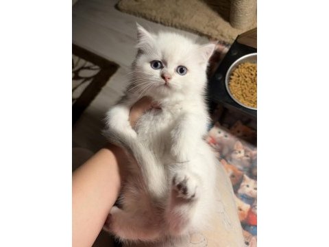 British shorthair golden point dişi erkek kardeşler