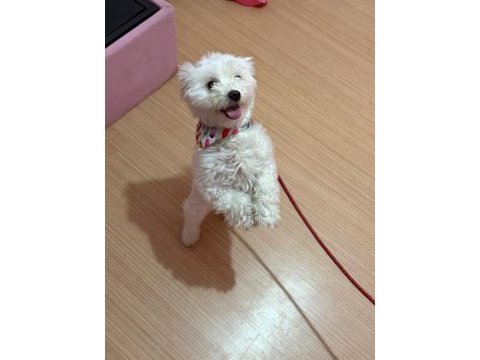 Ücretsiz sahiplendirme dişi köpeğimiz