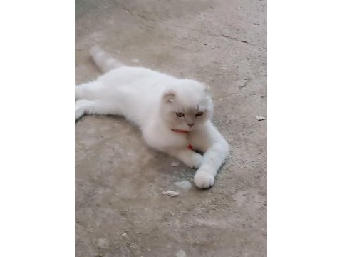 Pamuk british shorthair oğlum