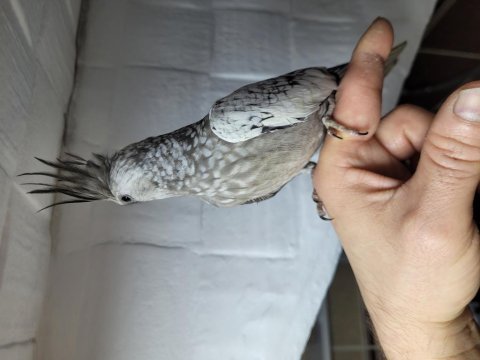 Evcil dişi sultan papağanı