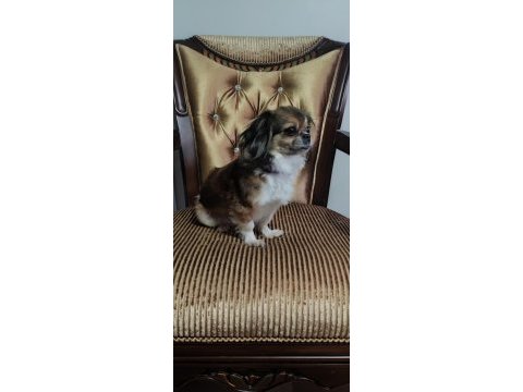 Pekinez köpeğimizi sahiplendiriyoruz