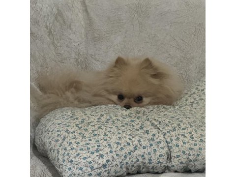Pomeranian köpeğimizi sahiplendirme bilgi için iletişim