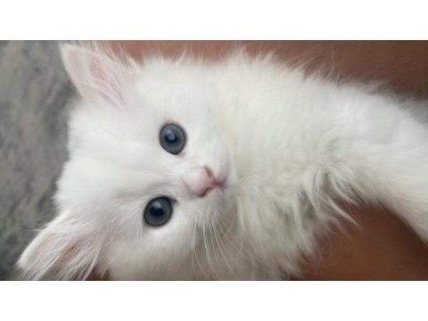 British longhair