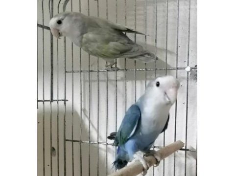 Yavru yetişkin muhabbet kuşları mevcuttur