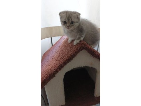 Scottish fold yavru kedi mama ve kum eğitimi tamamlandı