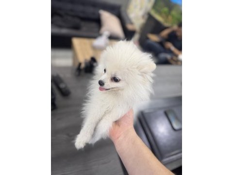 Erkek yavru pomeranian