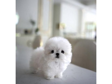Yıldızımız artık sızlerle kore toy poodle yavrumuz